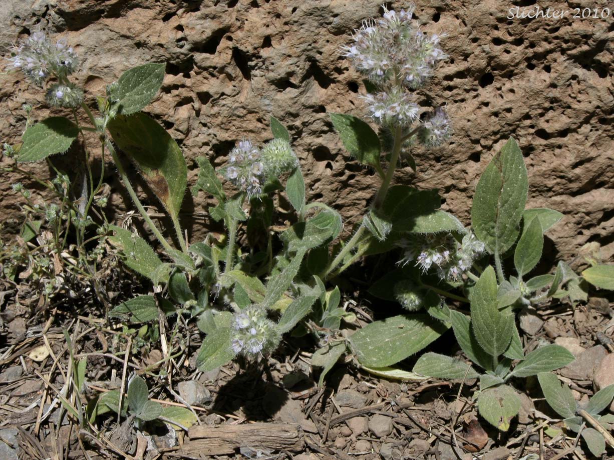 Purple Phacelia, Silverleaf Phacelia: Phacelia hastata var. alpina (Synonym: Phacelia alpina. May also be lumped into Phacelia hastata var. hastata in Washington and on the USDA website.)