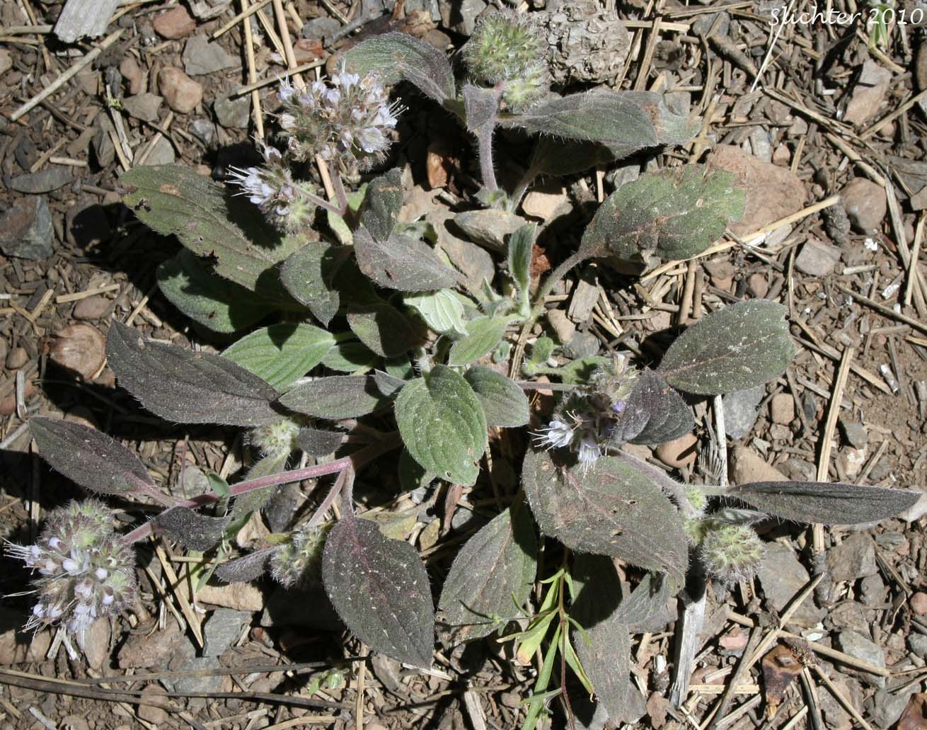 Purple Phacelia, Silverleaf Phacelia: Phacelia hastata var. alpina (Synonym: Phacelia alpina. May also be lumped into Phacelia hastata var. hastata in Washington and on the USDA website.)