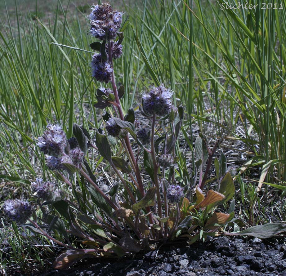 Purple Phacelia, Silverleaf Phacelia: Phacelia hastata var. alpina (Synonym: Phacelia alpina. May also be lumped into Phacelia hastata var. hastata in Washington and on the USDA website.)