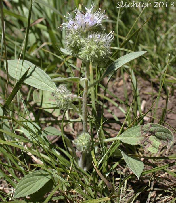 Purple Phacelia, Silverleaf Phacelia: Phacelia hastata var. alpina (Synonym: Phacelia alpina. May also be lumped into Phacelia hastata var. hastata in Washington and on the USDA website.)