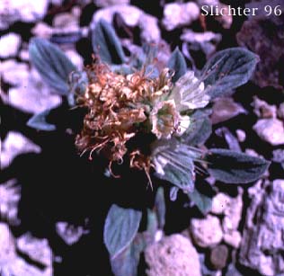 Compact Phacelia, Silverleaf Phacelia, Timberline Phacelia, Whiteleaf Phacelia: Phacelia hastata var. compacta (Synonyms: Phacelia frigida, Phacelia frigida ssp. frigida, Phacelia hastata var. dasyphylla, Phacelia nemoralis var. frigida)