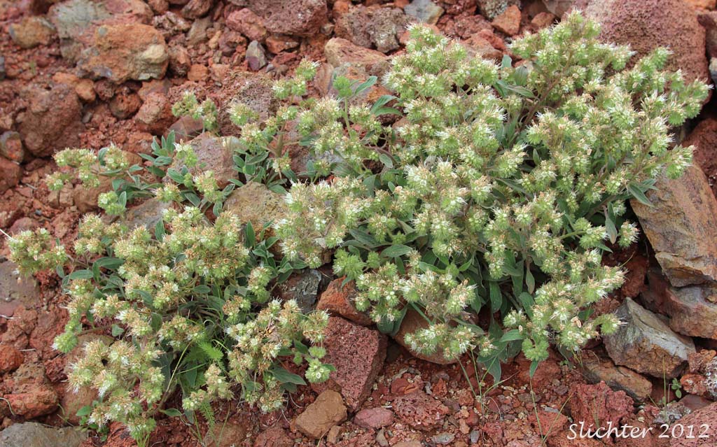 Silverleaf Phacelia, White-leaf Phacelia: Phacelia hastata var. hastata (Synonyms: Phacelia hastata var. alpina (lumped here in Washington), Phacelia hastata var. leptosepala, Phacelia hastata var. leucophylla, Phacelia leptosepala, Phacelia leucophylla var. leucophylla, Phacelia leucophylla var. suksdorfii)