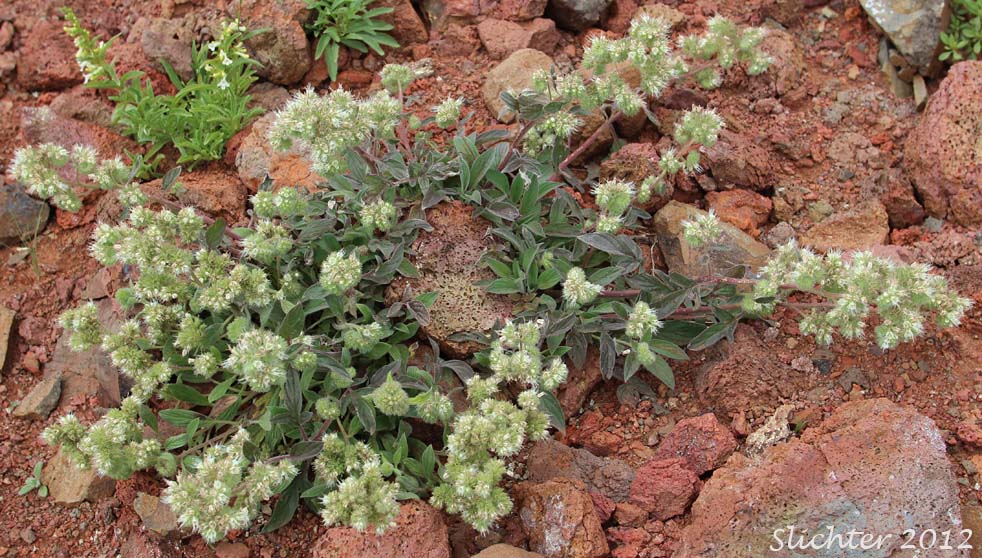 Silverleaf Phacelia, White-leaf Phacelia: Phacelia hastata var. hastata (Synonyms: Phacelia hastata var. alpina (lumped here in Washington), Phacelia hastata var. leptosepala, Phacelia hastata var. leucophylla, Phacelia leptosepala, Phacelia leucophylla var. leucophylla, Phacelia leucophylla var. suksdorfii)
