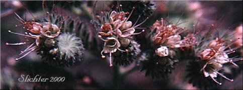 Silverleaf Phacelia, White-leaf Phacelia: Phacelia hastata var. hastata (Synonyms: Phacelia hastata var. alpina (lumped here in Washington), Phacelia hastata var. leptosepala, Phacelia hastata var. leucophylla, Phacelia leptosepala, Phacelia leucophylla var. leucophylla, Phacelia leucophylla var. suksdorfii)