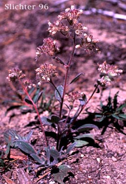 Silverleaf Phacelia, White-leaf Phacelia: Phacelia hastata var. hastata (Synonyms: Phacelia hastata var. alpina (lumped here in Washington), Phacelia hastata var. leptosepala, Phacelia hastata var. leucophylla, Phacelia leptosepala, Phacelia leucophylla var. leucophylla, Phacelia leucophylla var. suksdorfii)
