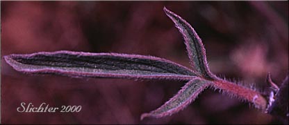Stem leaf of Varied-leaf Phacelia, Varileaf Phacelia: Phacelia heterophylla ssp. virgata (Synonyms: Phacelia heterophylla var. virgata, Phacelia virgata)