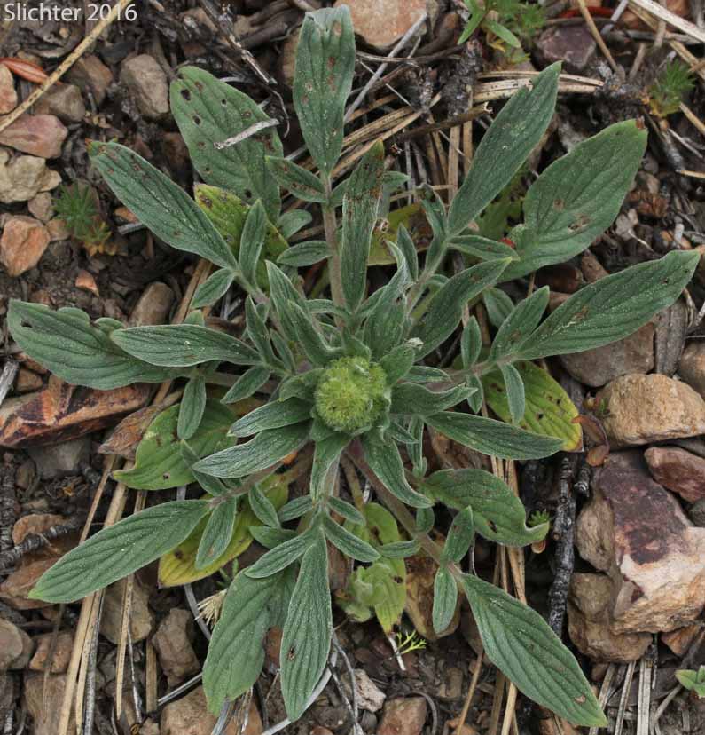 Varied-leaf Phacelia, Varileaf Phacelia: Phacelia heterophylla ssp. virgata (Synonyms: Phacelia heterophylla var. virgata, Phacelia virgata)