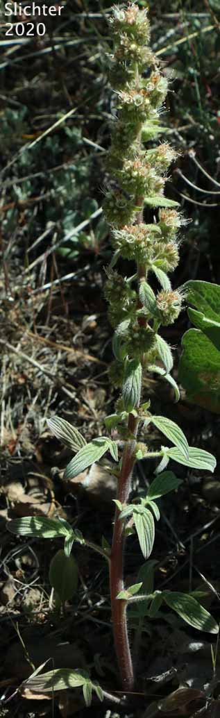 Varied-leaf Phacelia, Varileaf Phacelia: Phacelia heterophylla ssp. virgata (Synonyms: Phacelia heterophylla var. virgata, Phacelia virgata)