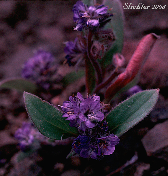 Humble Phacelia, Low Phacelia: Phacelia humilis (Synonym: Phacelia humilis var. humilis)