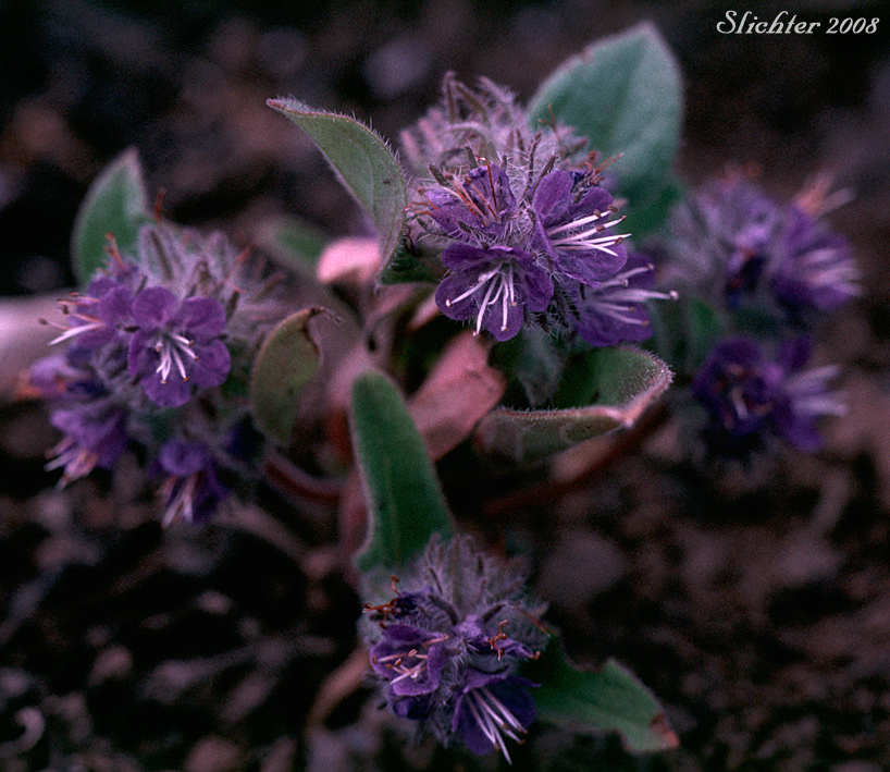 Phacelia humilis