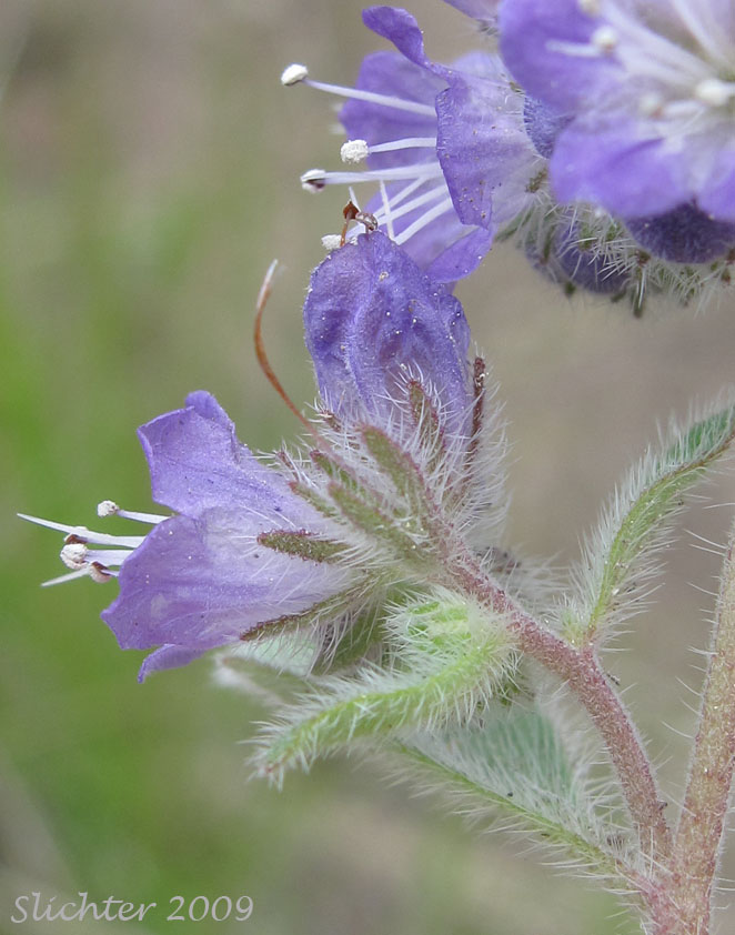 Humble Phacelia, Low Phacelia: Phacelia humilis (Synonym: Phacelia humilis var. humilis)