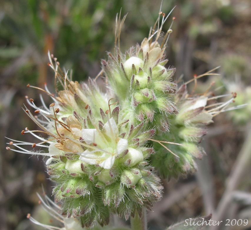Close-up of the inflorescence of Narrow-sepal Phacelia, Narrow-sepal Scorpion-weed: Phacelia leptosepala (known also as Phacelia hastata var. leptosepala)
