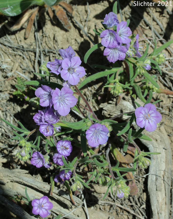 Carson's Phacelia, Threadleaf Phacelia, Thread-leaf Scorpion-weed, Thread-leaf Phacelia: Phacelia linearis