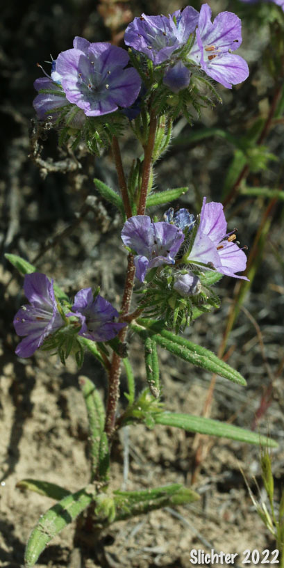 Carson's Phacelia, Threadleaf Phacelia, Thread-leaf Scorpion-weed, Thread-leaf Phacelia: Phacelia linearis
