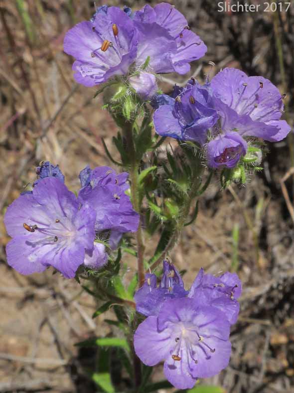 Inflroescence of Carson's Phacelia, Threadleaf Phacelia, Thread-leaf Scorpion-weed, Thread-leaf Phacelia: Phacelia linearis