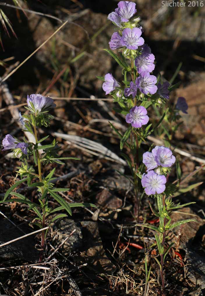 Carson's Phacelia, Threadleaf Phacelia, Thread-leaf Scorpion-weed, Thread-leaf Phacelia: Phacelia linearis