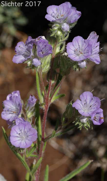 Carson's Phacelia, Threadleaf Phacelia, Thread-leaf Scorpion-weed, Thread-leaf Phacelia: Phacelia linearis