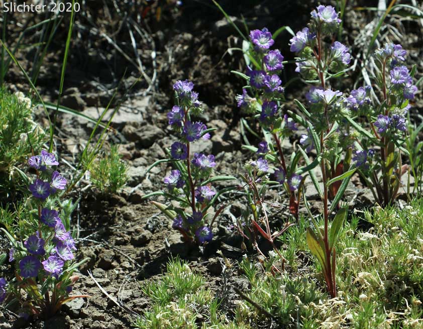 Carson's Phacelia, Threadleaf Phacelia, Thread-leaf Scorpion-weed, Thread-leaf Phacelia: Phacelia linearis