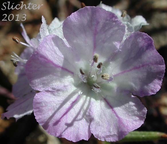 Carson's Phacelia, Threadleaf Phacelia, Thread-leaf Scorpion-weed, Thread-leaf Phacelia: Phacelia linearis