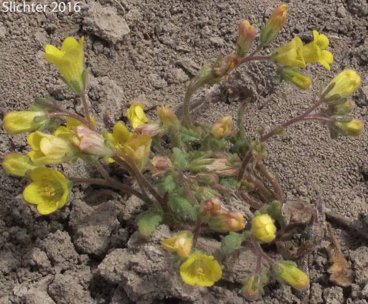 Yellow Phacelia: Phacelia lutea var. lutea (Synonyms: Phacelia lutea var. mackenzieorum, Phacelia lutea var. purpurascens)