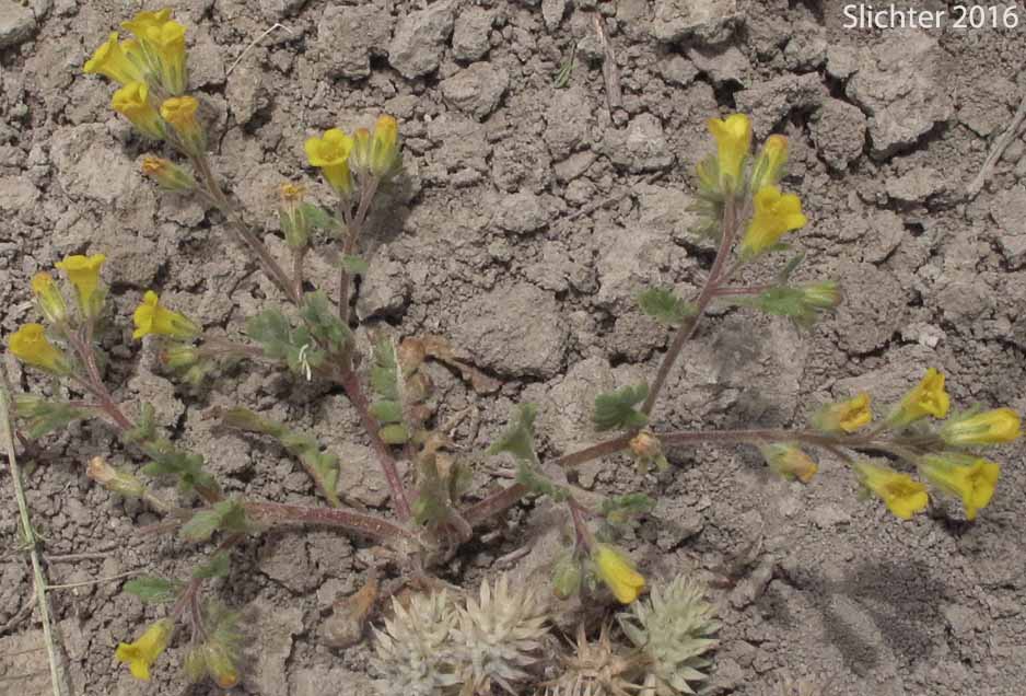 Yellow Phacelia: Phacelia lutea var. lutea (Synonyms: Phacelia lutea var. mackenzieorum, Phacelia lutea var. purpurascens)