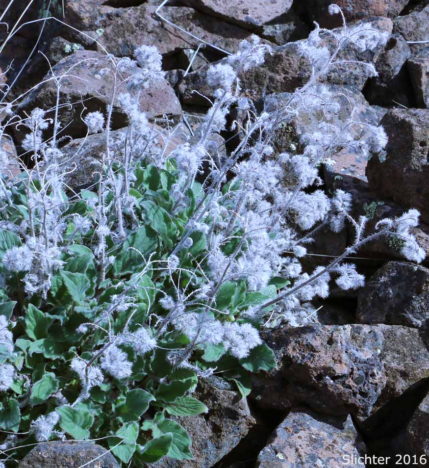 Changeable Phacelia, Changeable Scorpion Weed: Phacelia mutabilis (Synonym: Phacelia heterophylla var. pseudohispida)