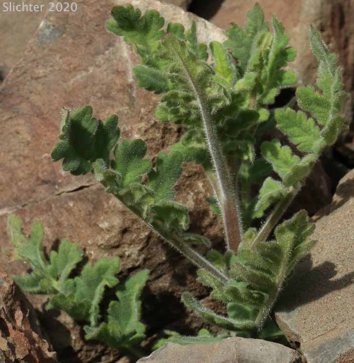 Leaves of Branched Phacelia, Long-branched Phacelia: Phacelia ramosissima var. ramosissima
