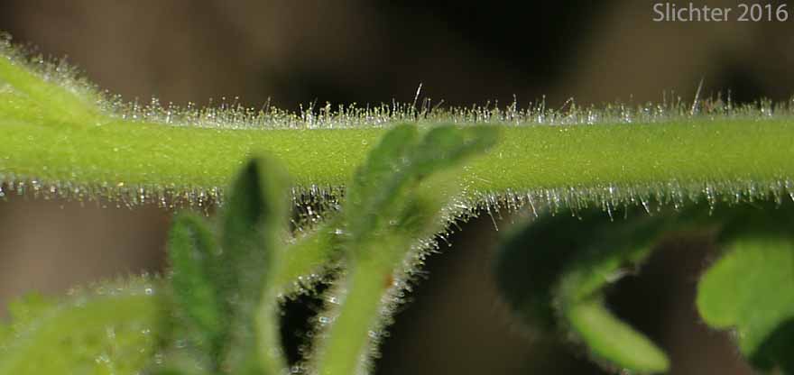 Branched Phacelia, Long-branched Phacelia: Phacelia ramosissima var. ramosissima