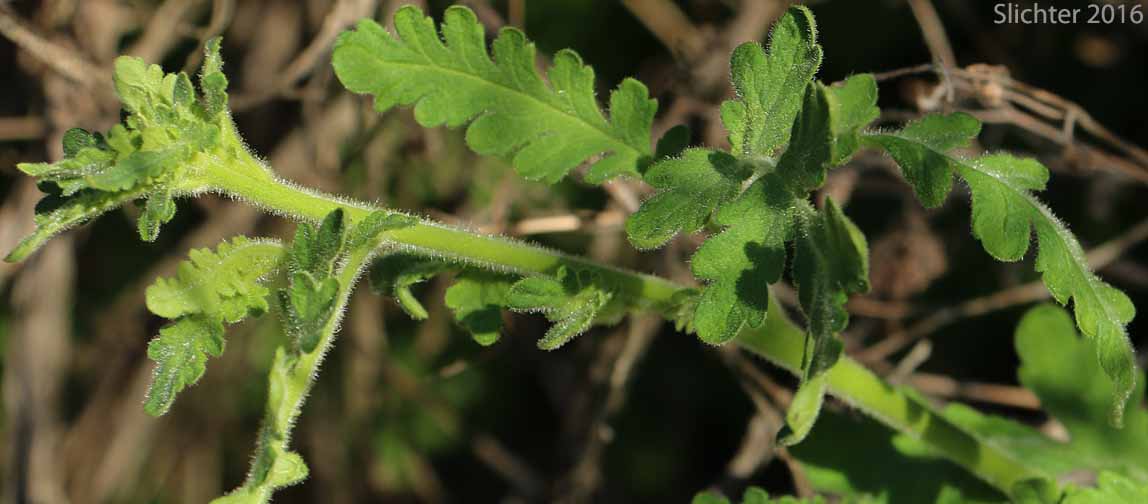 Branched Phacelia, Long-branched Phacelia: Phacelia ramosissima var. ramosissima