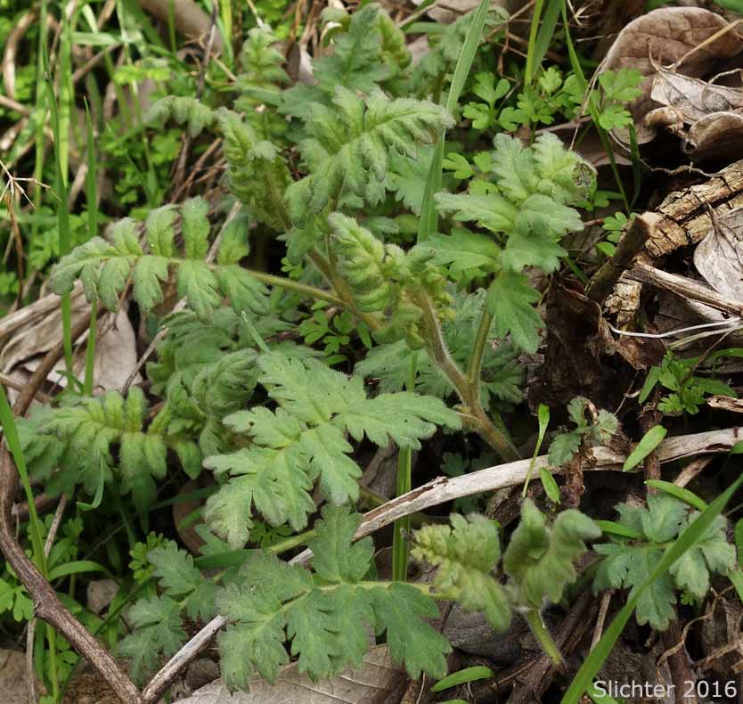 New leaf growth of Glabrous Branching Phacelia: Phacelia ramosissima var. subglabra
