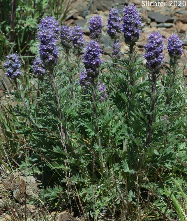 Blue Alpine Phacelia, Gray Phacelia, Purplefringe, Silky Phacelia: Phacelia sericea var. ciliosa (Synonyms: Phacelia ciliosa, Phacelia sericea ssp. ciliosa)