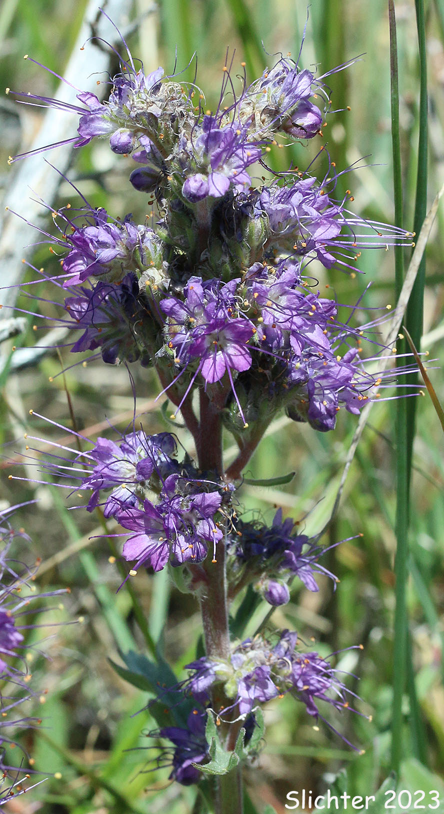 Inflorescence of Blue Alpine Phacelia, Gray Phacelia, Purplefringe, Silky Phacelia: Phacelia sericea var. ciliosa (Synonyms: Phacelia ciliosa, Phacelia sericea ssp. ciliosa)