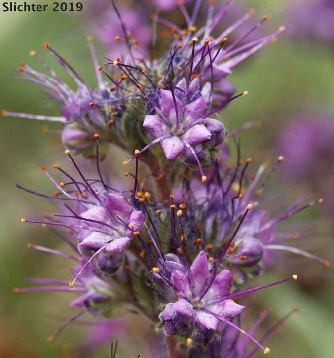 Blue Alpine Phacelia, Gray Phacelia, Purplefringe, Silky Phacelia: Phacelia sericea var. ciliosa (Synonyms: Phacelia ciliosa, Phacelia sericea ssp. ciliosa)