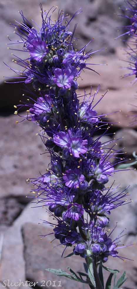 Inflorescence of Blue Alpine Phacelia, Gray Phacelia, Purplefringe, Silky Phacelia: Phacelia sericea var. ciliosa (Synonyms: Phacelia ciliosa, Phacelia sericea ssp. ciliosa)