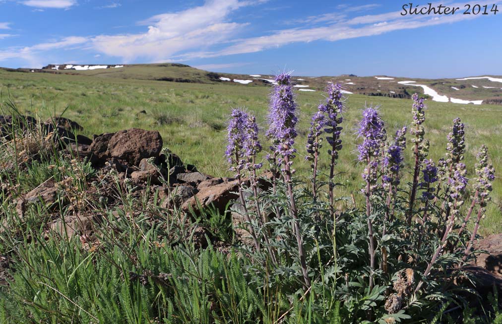 Blue Alpine Phacelia, Gray Phacelia, Purplefringe, Silky Phacelia: Phacelia sericea var. ciliosa (Synonyms: Phacelia ciliosa, Phacelia sericea ssp. ciliosa)