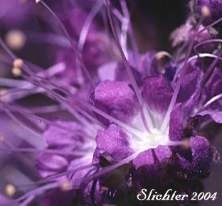 Close-up of a flower of Blue Alpine Phacelia, Gray Phacelia, Purplefringe, Silky Phacelia: Phacelia sericea var. ciliosa (Synonyms: Phacelia ciliosa, Phacelia sericea ssp. ciliosa)