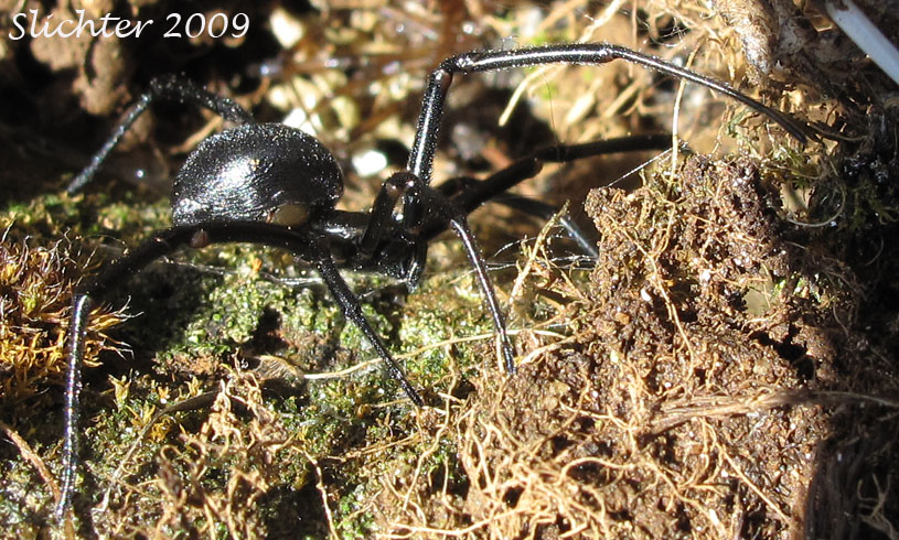 Female Black Widow: Lactrodectus hesperus