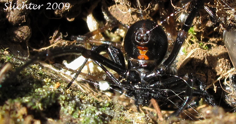 Abdomen of female Black Widow: Lactrodectus hesperus