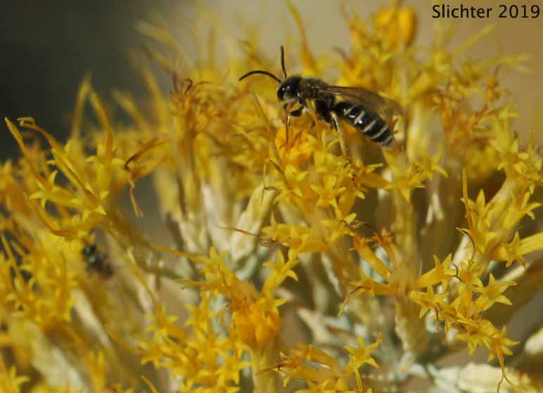 Unidentified native bee on gray rabbitbrush, Hard Stone Trail, Cottonwood Canyon State Park.....October 23, 2019.