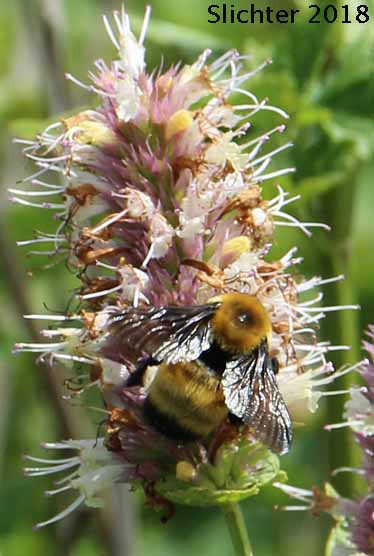 Unidentified bumblebee from the Stubblefield Trail, Turnbull National Wildlife Refuge.......July 4, 2018