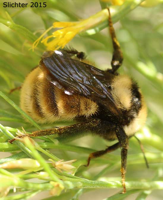 Unidentified bumblebee from Summit Prairie, Malheur National Forest.......August 10, 2015