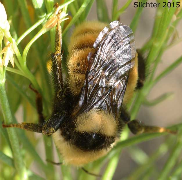 Unidentified bumblebee from Summit Prairie, Malheur National Forest.......August 10, 2015