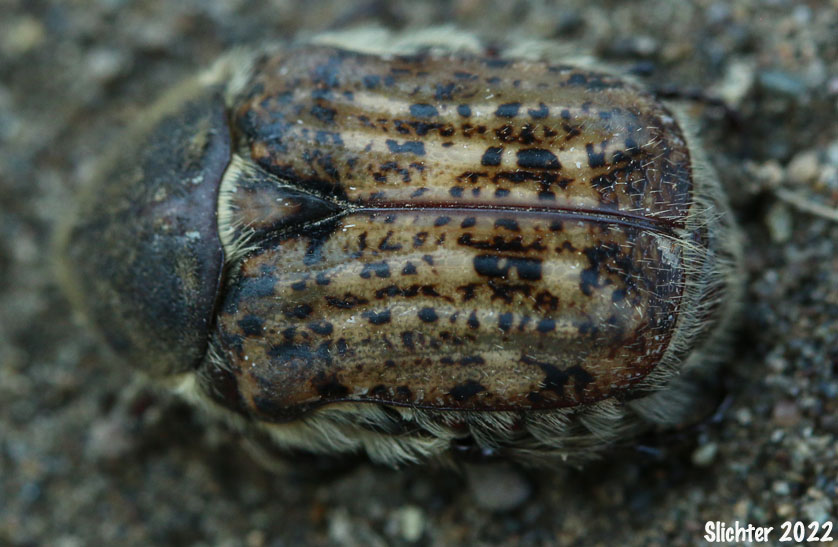 Bumble Flower Beetle: Euphoria inda