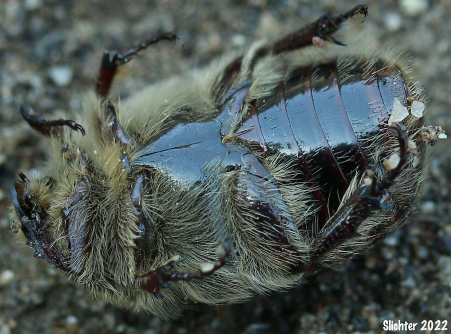 Bumble Flower Beetle: Euphoria inda