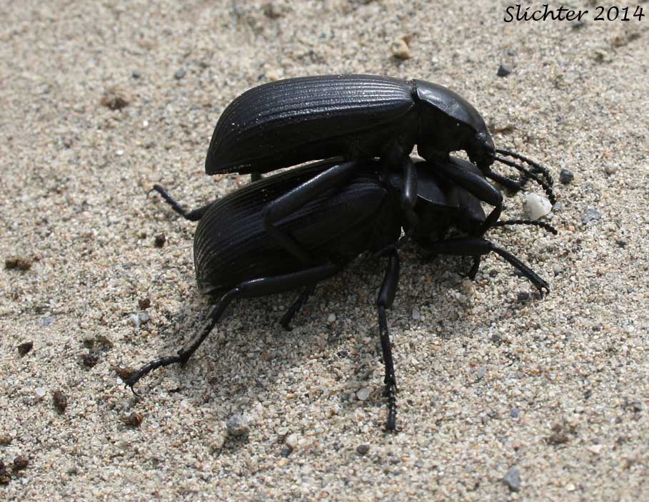 Carnivorous Ground Beetle