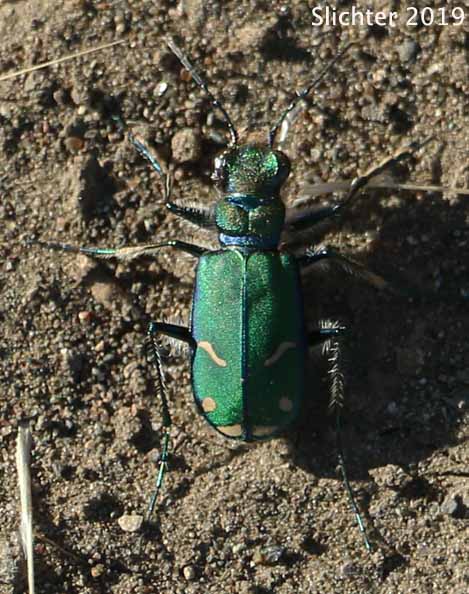 Oregon Tiger Beetle: Cicindella oregona oregona