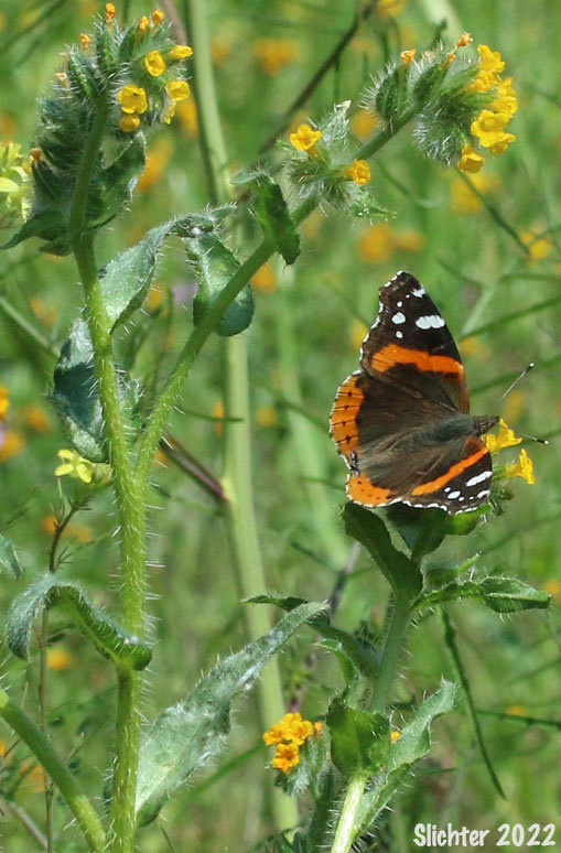 Red Admirable: Vanessa atalanta