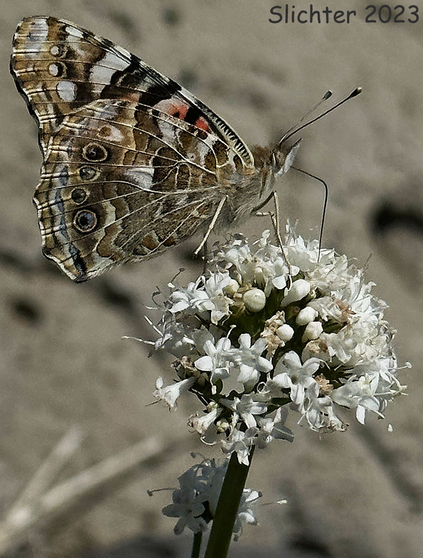 Painted Lady: Vanessa cardui on Valeriana sitchensis