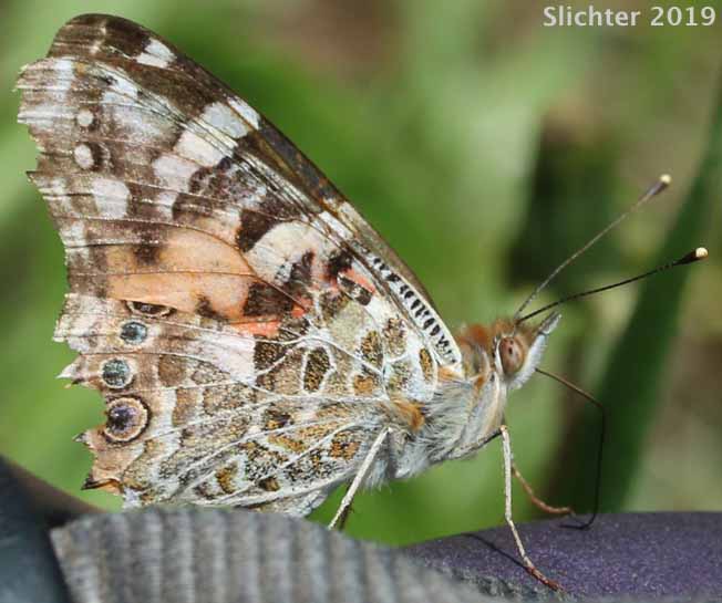 Painted Lady: Vanessa cardui