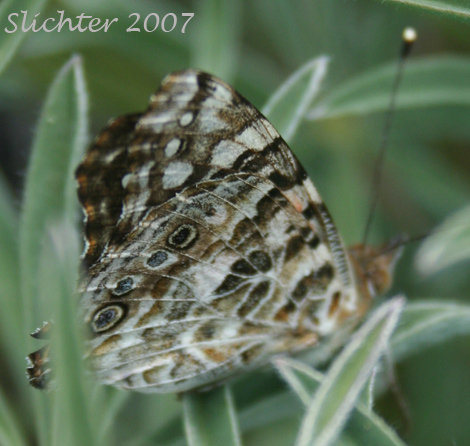 Painted Lady: Vanessa cardui
